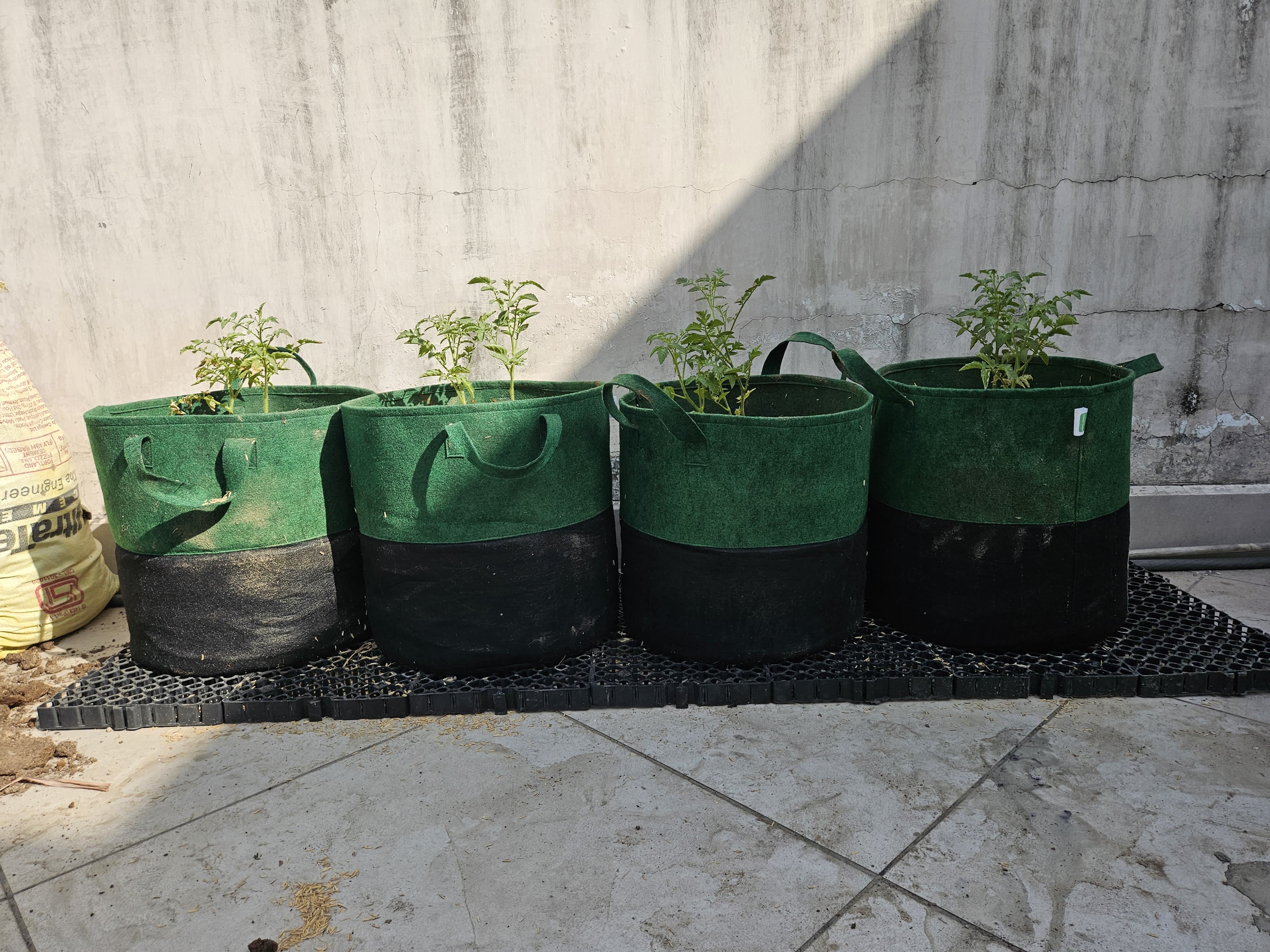 Tomato Companion Basket